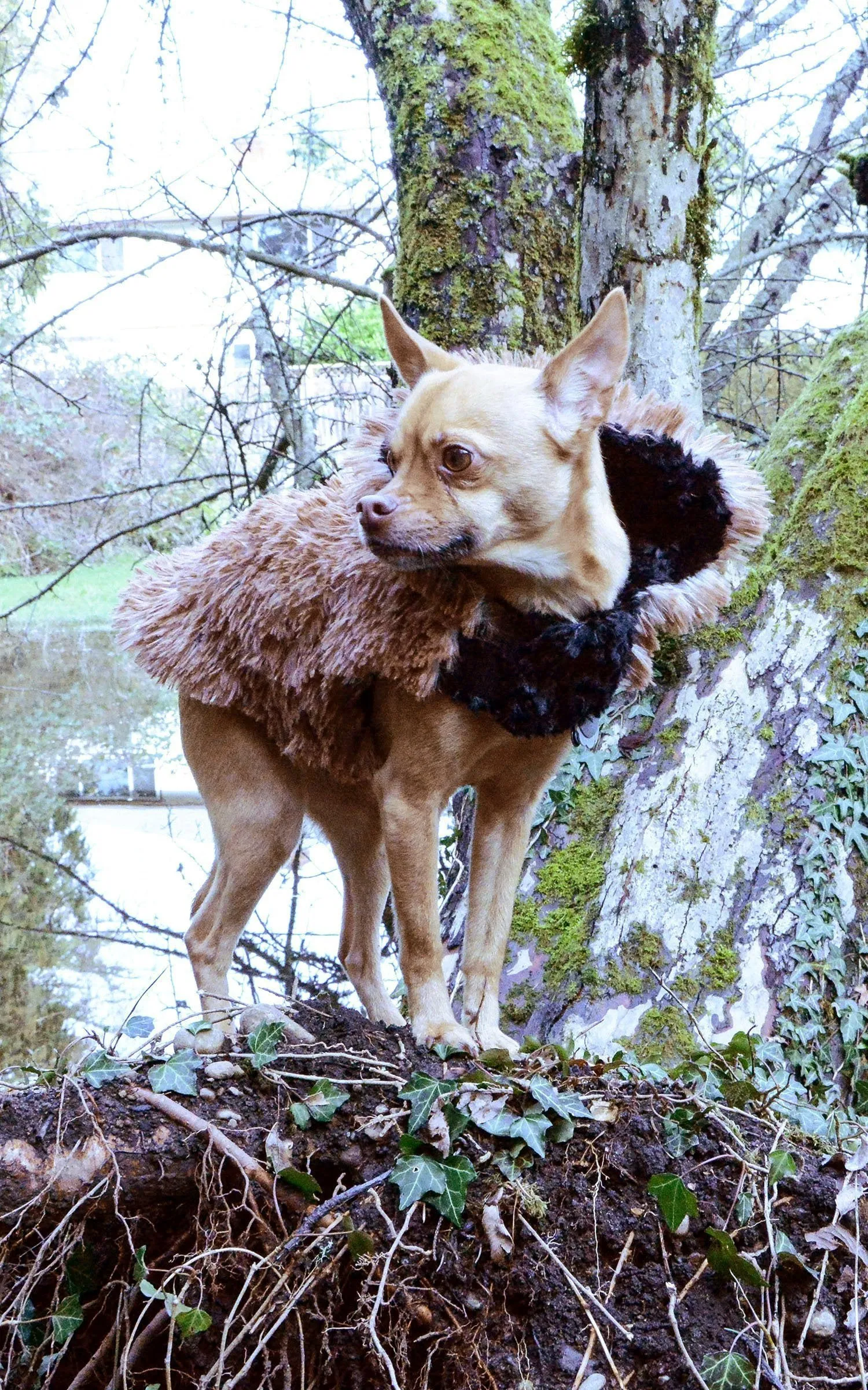 Dog Coat, Reversible - Fox Faux Fur with Cuddly Fur in Black